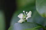 Climbing euonymus